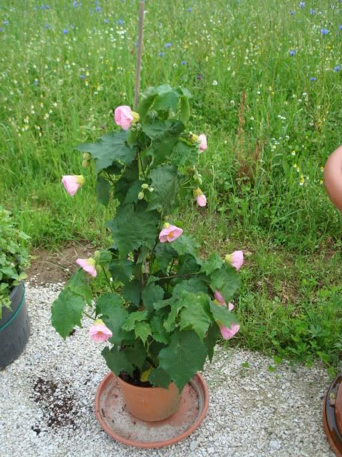 DSC01979-1.jpg