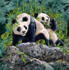 Smaller Panda Pictures, Images and Photos