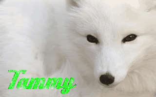 photo arctic20fox_copy.gif