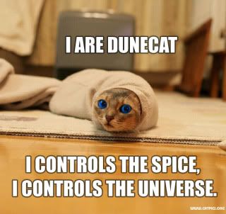 Dune Cat