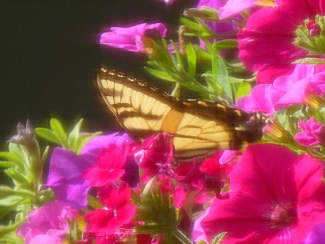 Butterfly photo P1010450_zpsa8302047.jpg