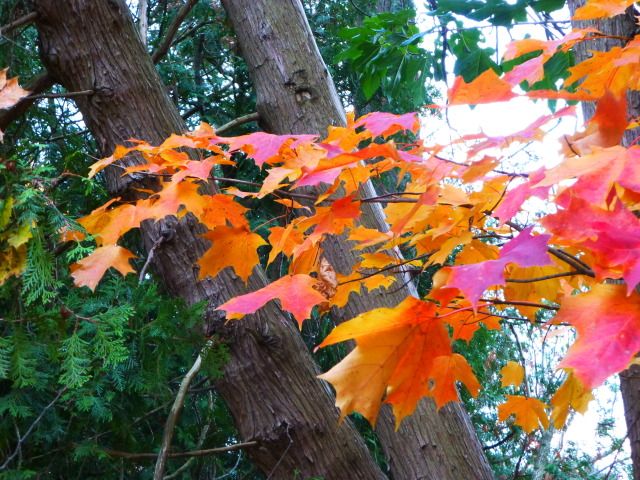 Autumn trees photo P1000495.jpg