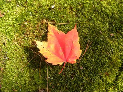 Fall color, maple leaf photo DSCN0146.jpg