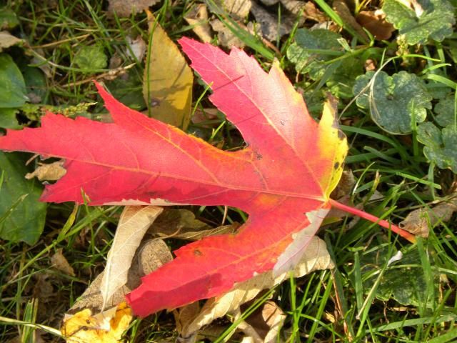 Fallen maple leaf photo DSCN0360_zpse2ca12f9.jpg