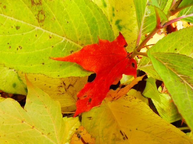 Red Maple Leaf on Hydrangea Bush photo P1000519_zps4d52701e.jpg