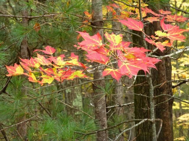 Brilliant Maple Leaves photo P1010594_zps34ef82d6.jpg