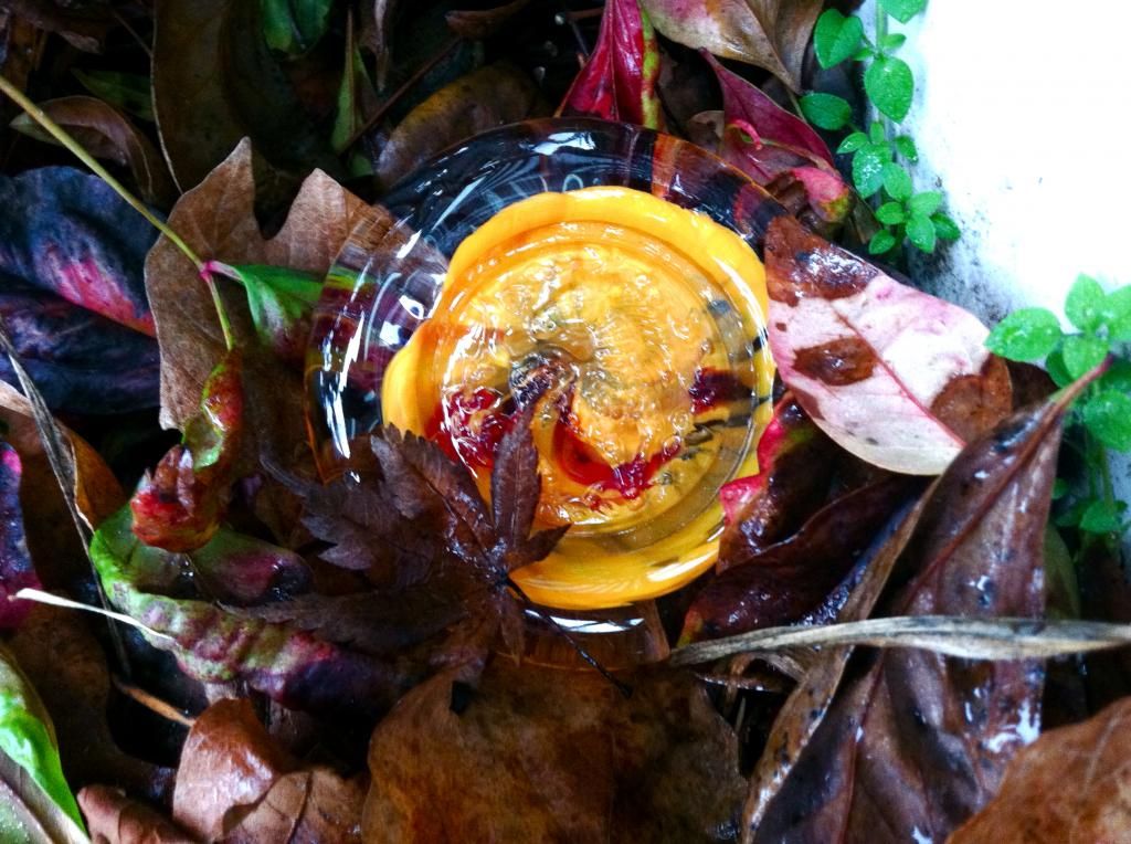 Monkeyshine among the leaves. Photo by Jonny Eberle.