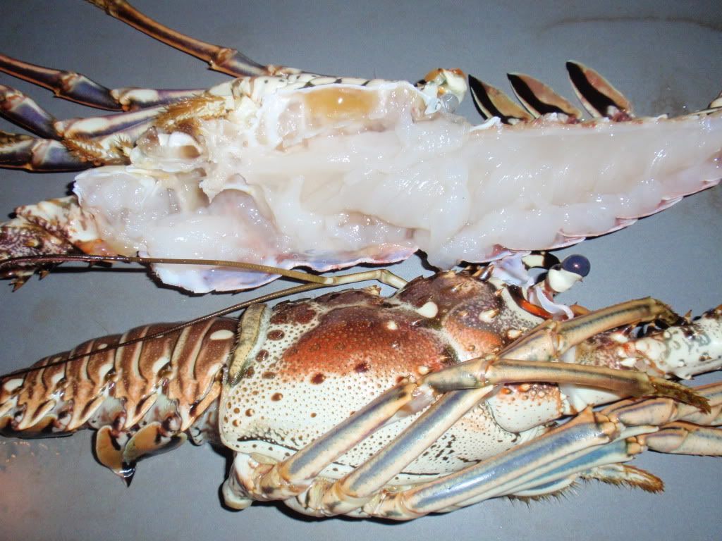 LobsterandStoneCrab004.jpg