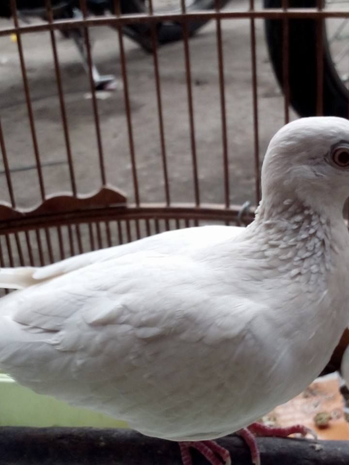 Bán chim cu gáy bạch tạng - 2