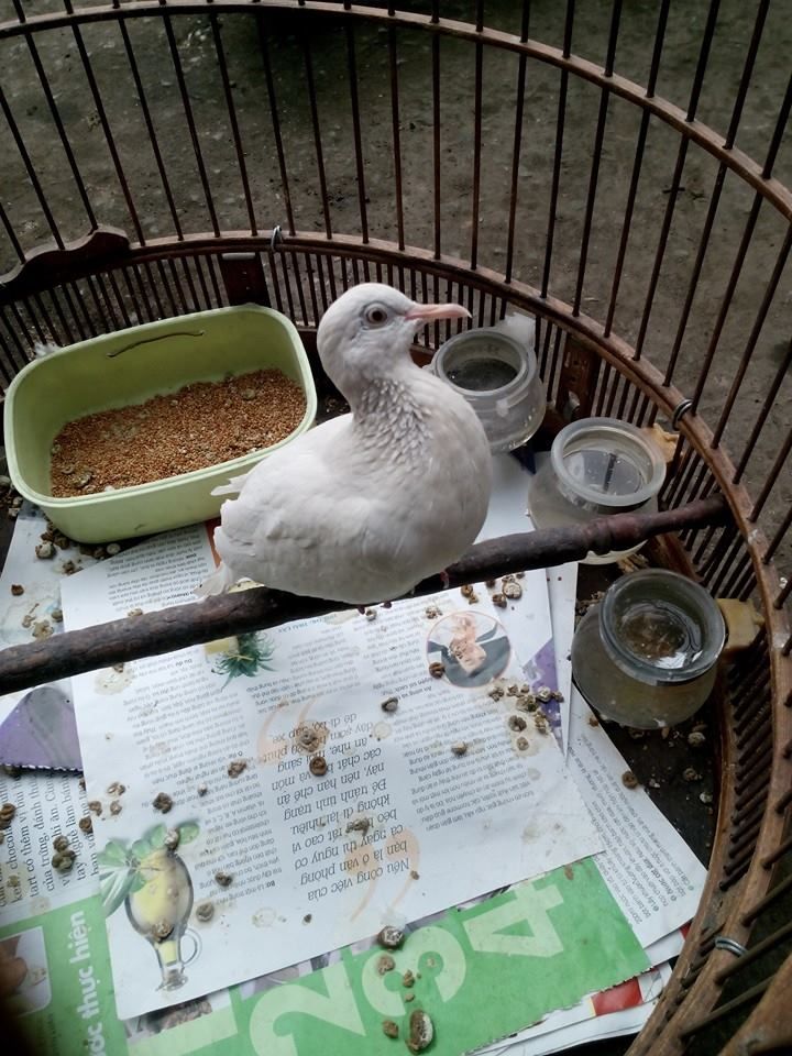 Bán chim cu gáy bạch tạng - 1