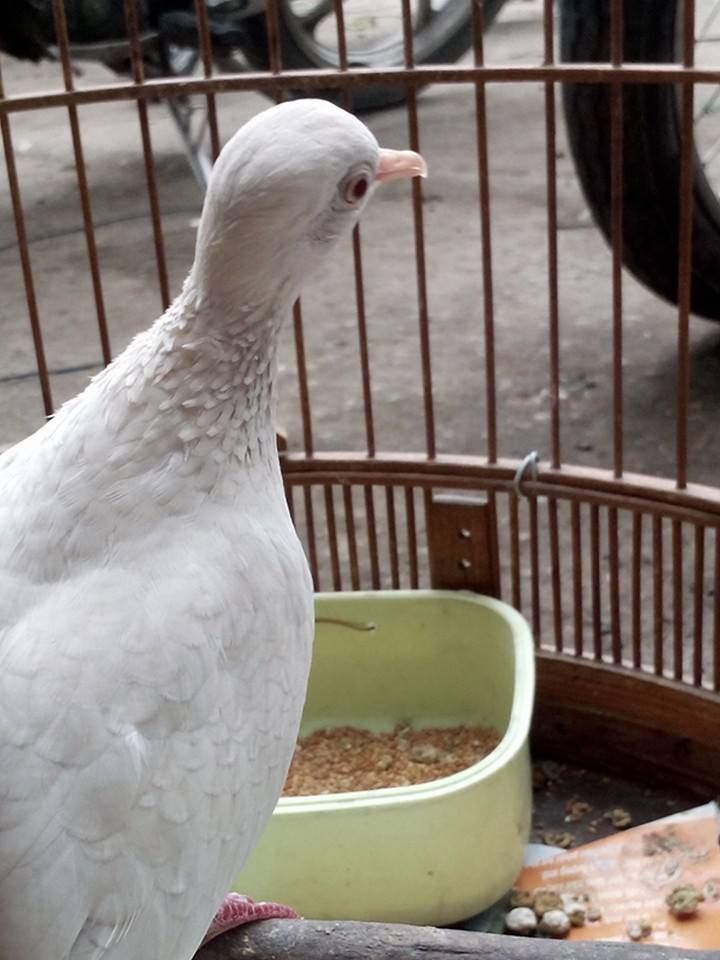 Bán chim cu gáy bạch tạng - 3