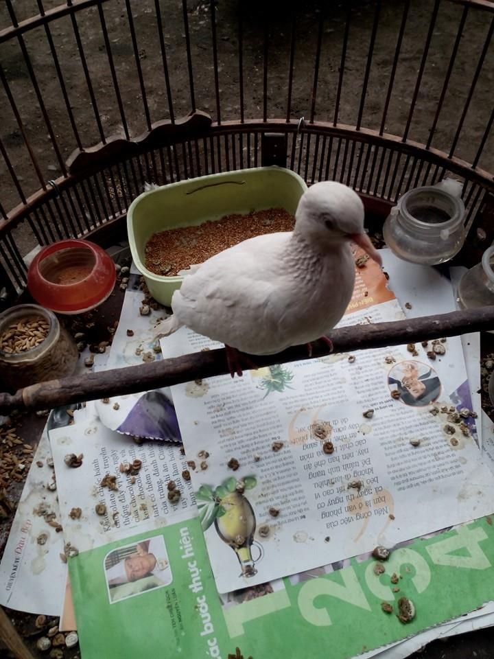 Bán chim cu gáy bạch tạng - 4