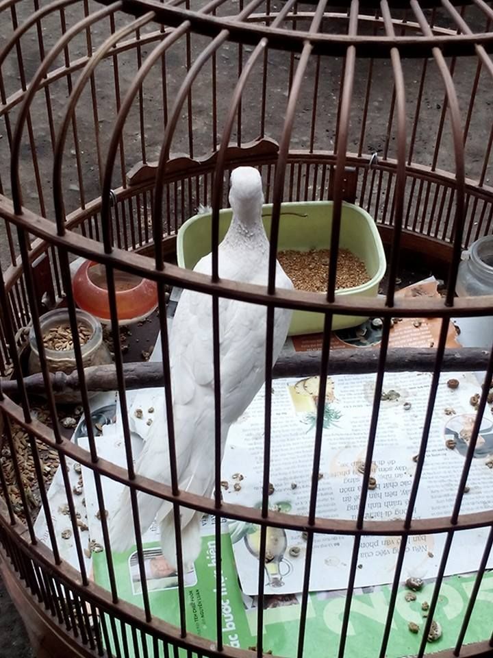 Bán chim cu gáy bạch tạng