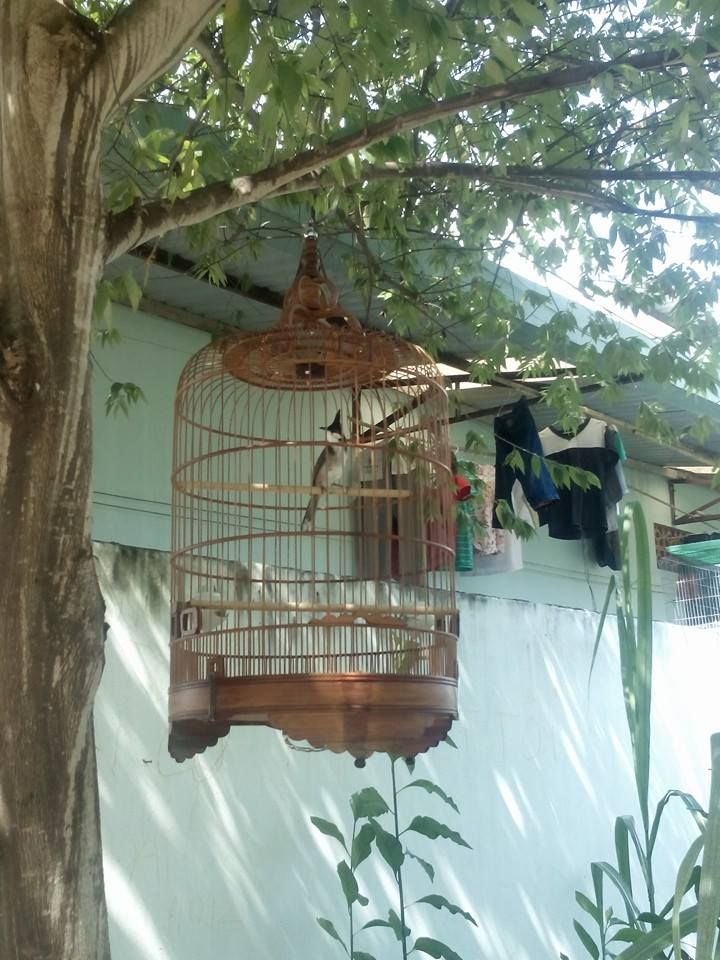 Quận 9 - Chào Mào , Chòe đất ra đi SLL - 1