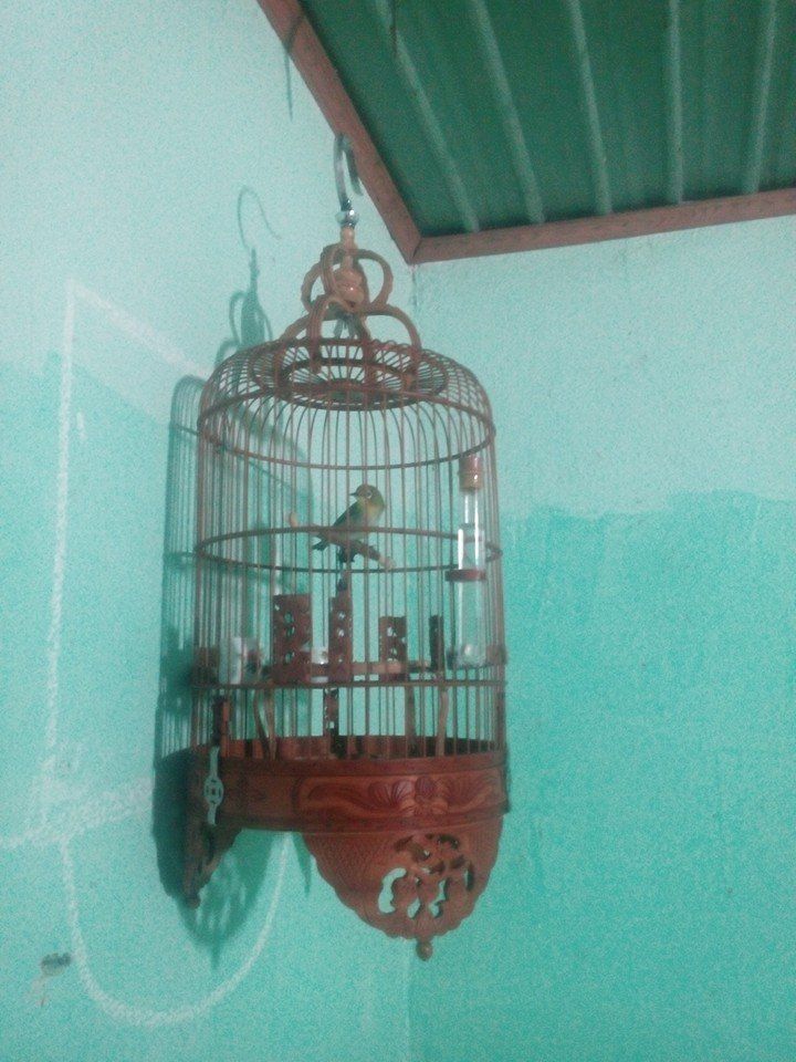 Khuyên Xanh Líu - 1