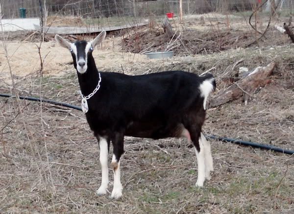 Meet Ellen - Goats