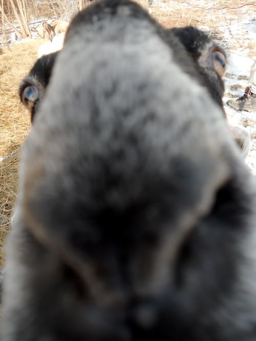 The aliens are coming. - Goats