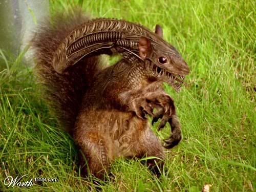 alien-squirrel-759031.jpg