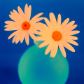 daisies2.png