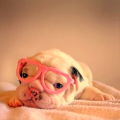 dog_pinkglasses.png