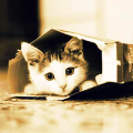 kitteninabox.png