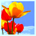 tulips.png