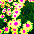 whiteandpinkflowers.png