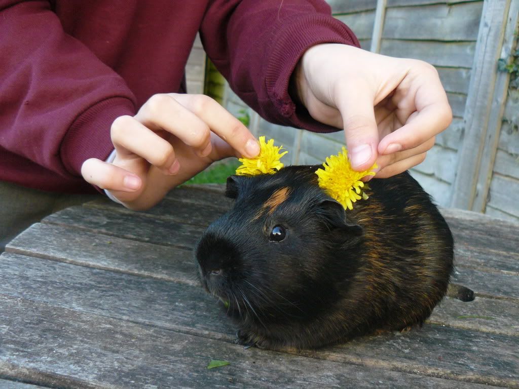 PatchyandCreamPuff011.jpg