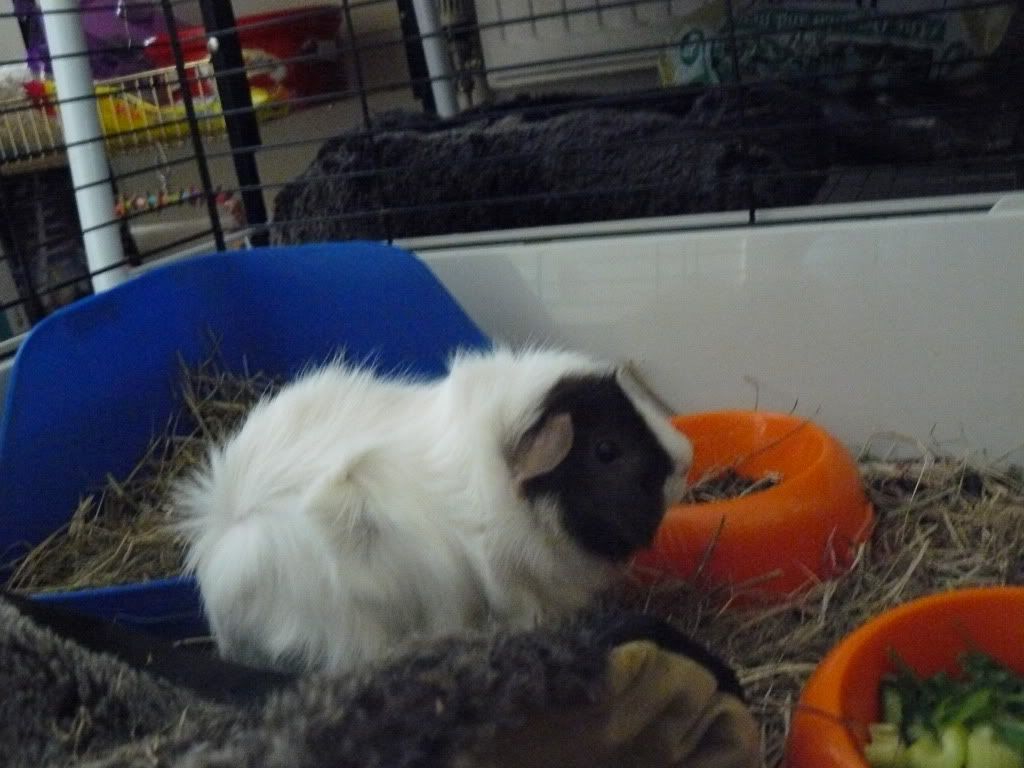 PatchyandCreamPuff020.jpg