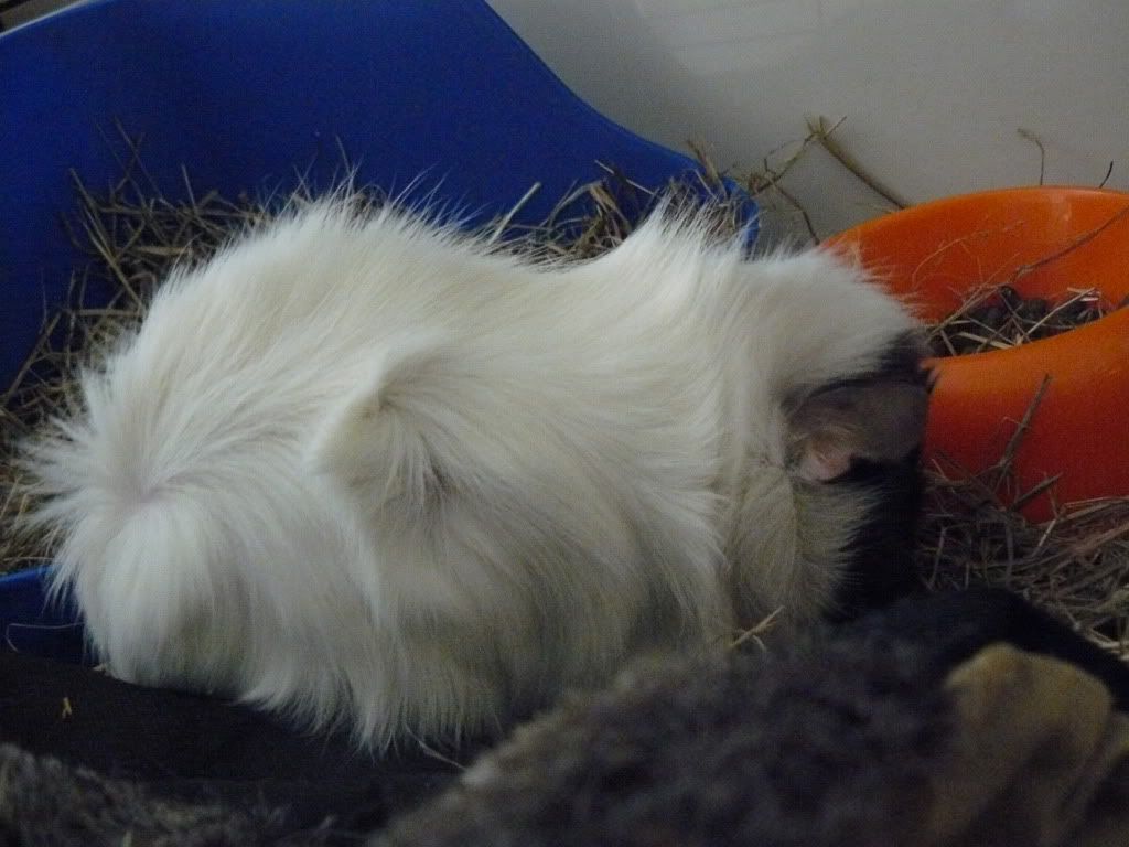 PatchyandCreamPuff022.jpg