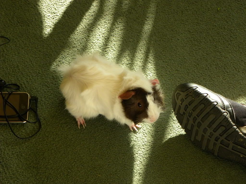 CookieandCream022.jpg
