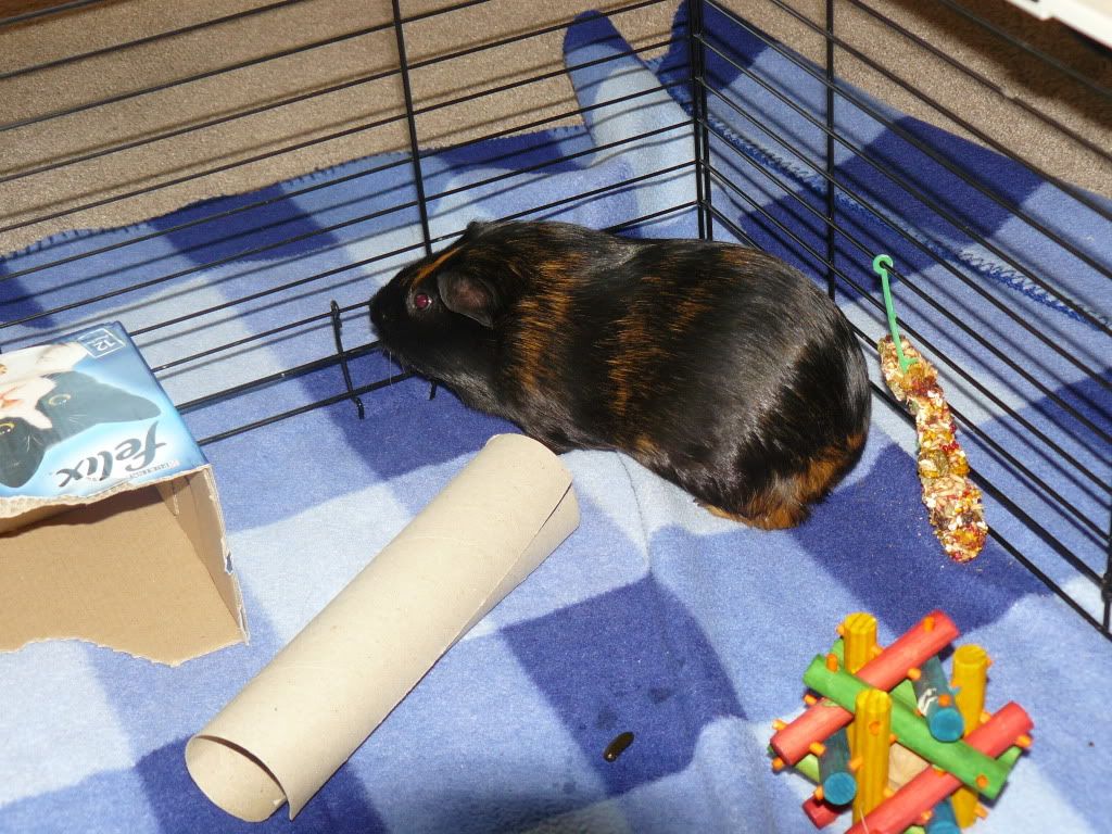 GuineapigposersJan2011007.jpg