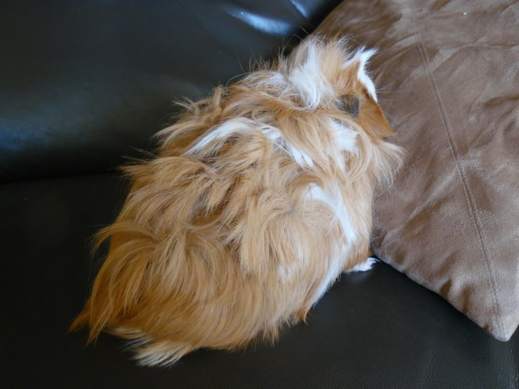 GuineapigposersJan2011042.jpg