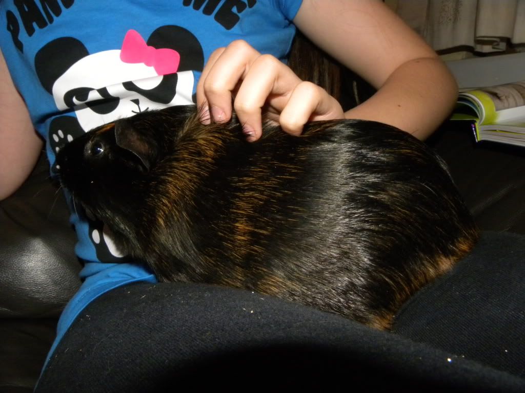 Moreguineapigs004.jpg